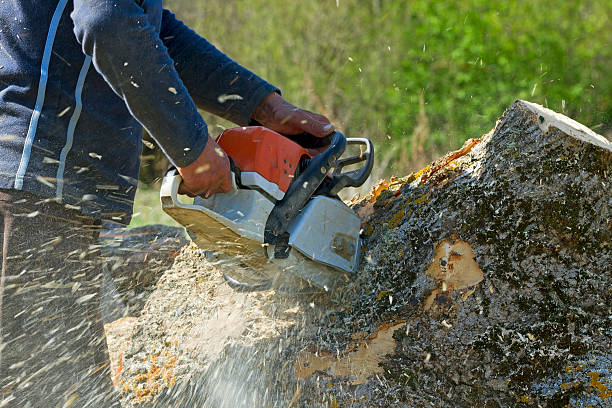 Why Choose Our Tree Removal Services in Thermalito, CA?