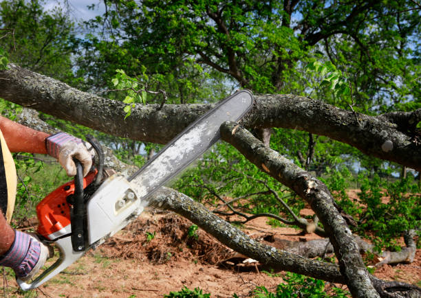 Reliable Thermalito, CA  Tree Services Solutions